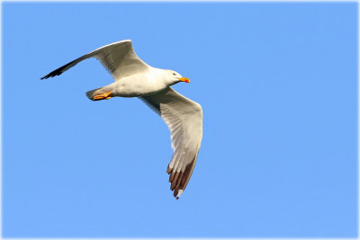 Yellow Legged Gull