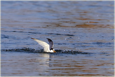 Little Tern 