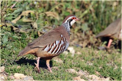 Red-Legged Partridge 1.JPG