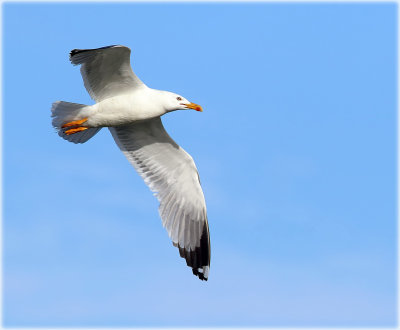 Yellow Legged Gull 