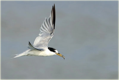 Little Tern 