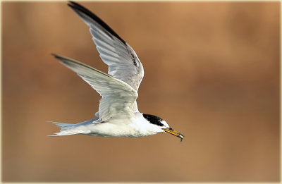 Little Tern 