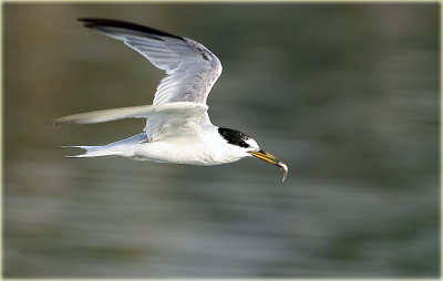 Little Tern