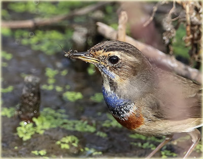 Bluethroat 