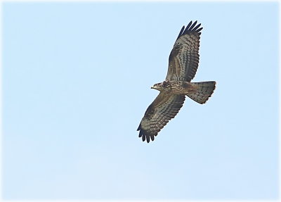 Buzzards