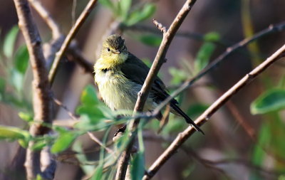 Chiffchaff