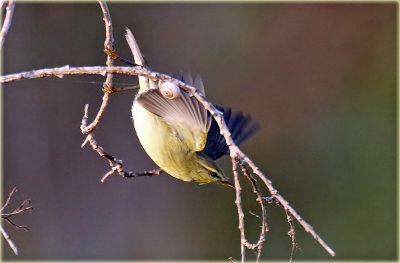 Chiffchaff