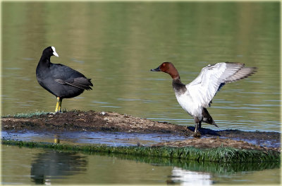 Coot with Common Pochard
