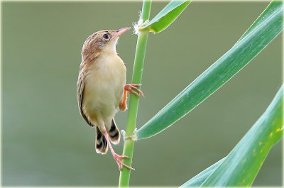 Fan Tailed Warbler 