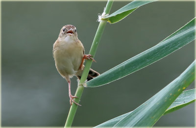 Fan Tailed Warbler 