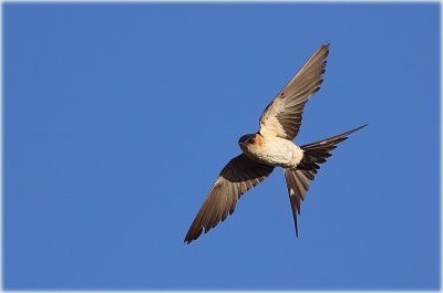 Red Rumped Swallow 