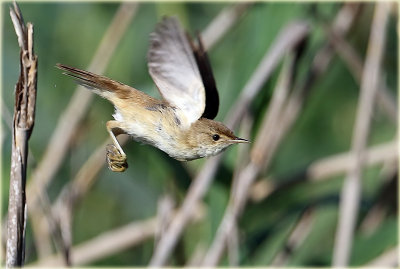 Reed Warbler 