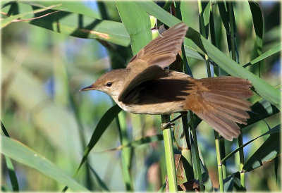 Reed Warbler.