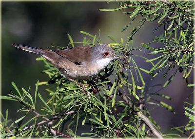 Sardinian Warbler Female 
