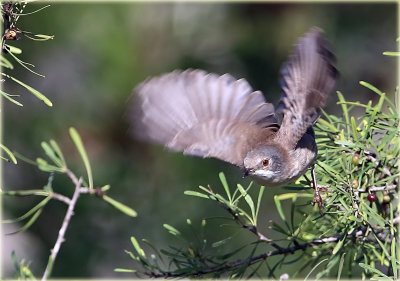 Sardinian Warbler Female 