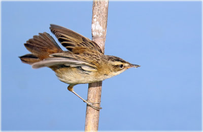 Sedge warbler 