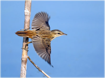 Sedge warbler 