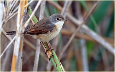 Spectacled Warbler