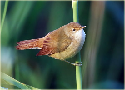 Warbler