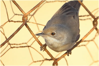 Whitethroat 
