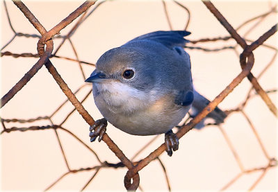 Whitethroat