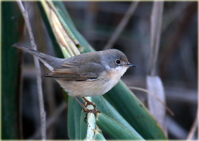 Whitethroat