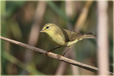 Willow Warbler 