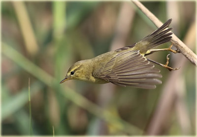 Willow Warbler 