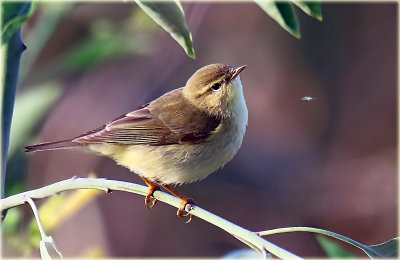 Willow Warbler