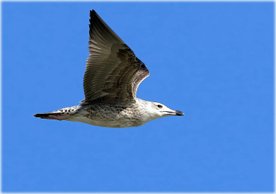 Black back Gull 2.jpg