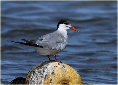 Common Tern.JPG