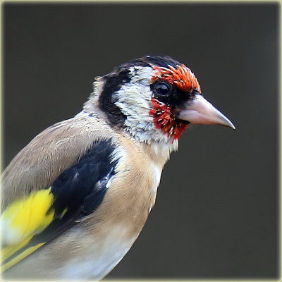 Goldfinch Portrait