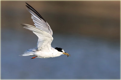 Little Tern 1_2.jpg