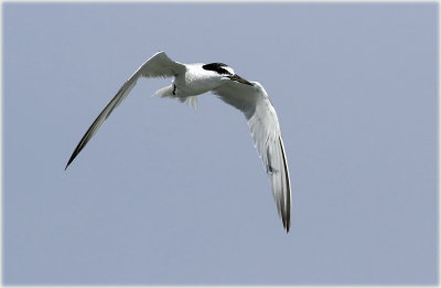 Little Tern 1_3.JPG
