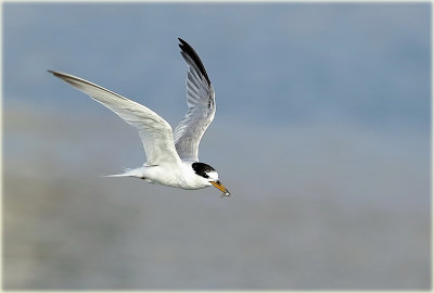 Little Tern 3_2.jpg