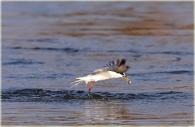 Little Tern 3.jpg