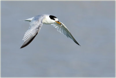 Little Tern 4_2.jpg