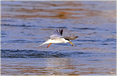 Little Tern 4.jpg