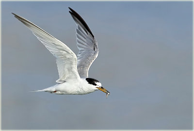 Little Tern 5_edited-1.jpg