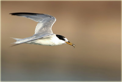 Little Tern 6_2.jpg