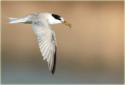 Little Tern 7.jpg
