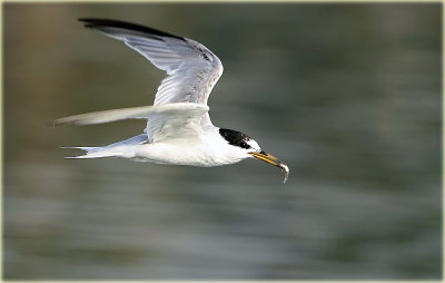 Little Tern 10_edited-1.jpg