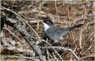 Sardinian Warbler
