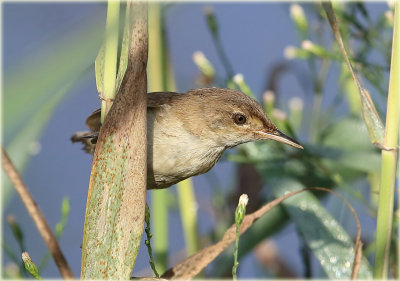 Warbler