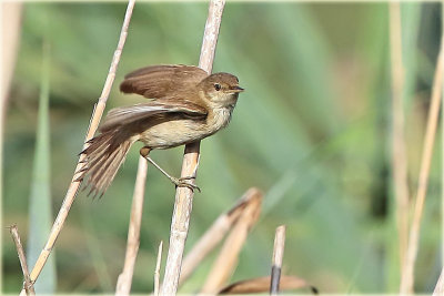 Warbler 