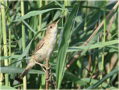 Warbler 
