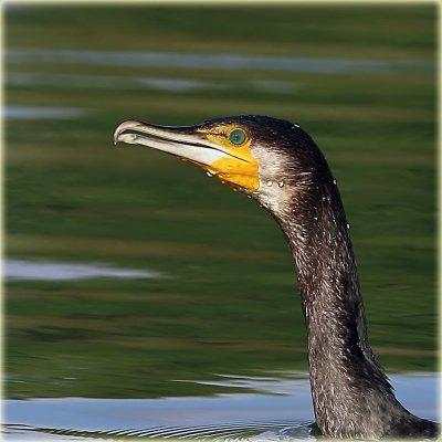 Cormorant 