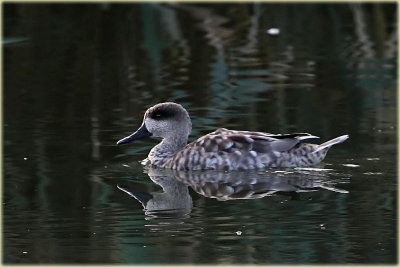 Marbled Duck 