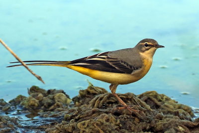 Grey Wagtail