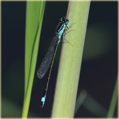 Blue-tailed Damselfly Female 